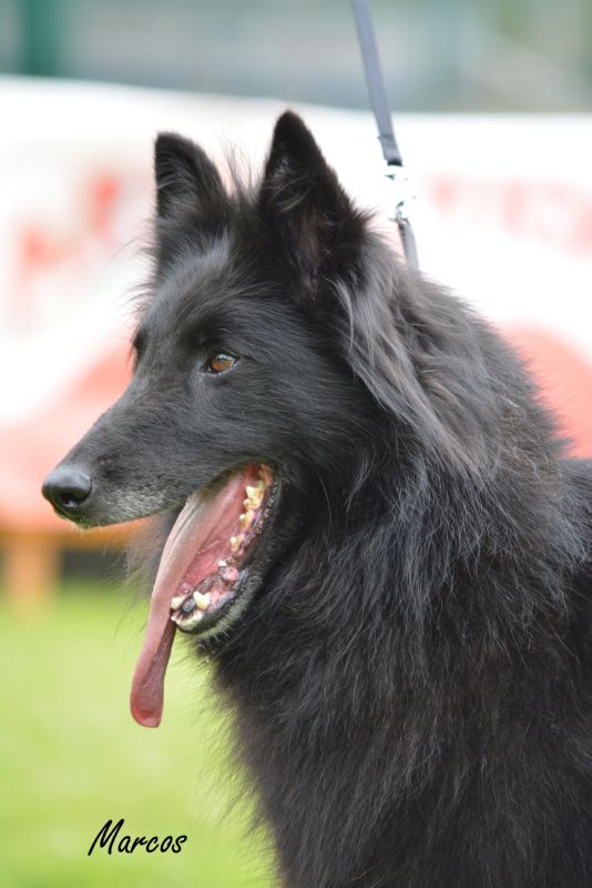 37-JADE NOIR DE KOROSTI (1)